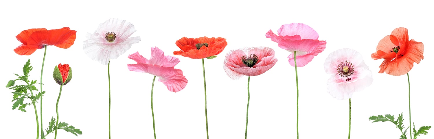 Verschiedene Mohnblüten